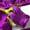 elegantrose223